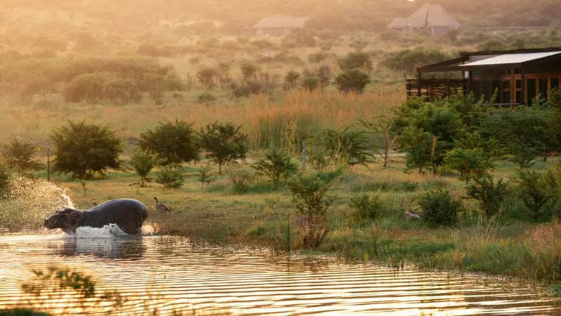 Best-rates-and-special-offers-cheetah-ridge-hippo