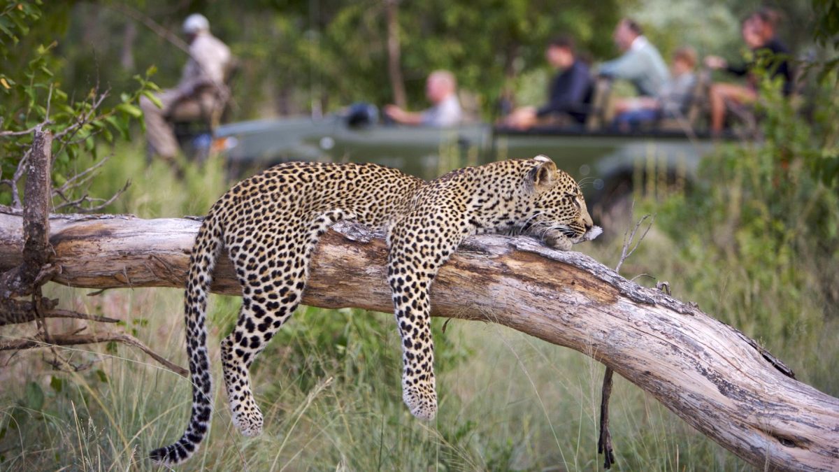 Elephant-Plains-leopard