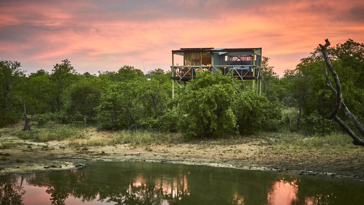 motswari_private_game_reserve_giraffes_nest_121