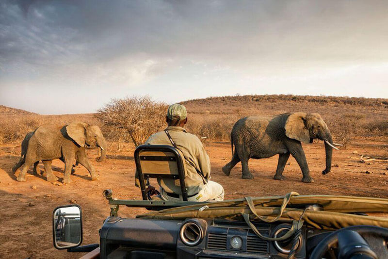 Best-rates-and-special-offers-for-impodimo-game-lodge-game-drive