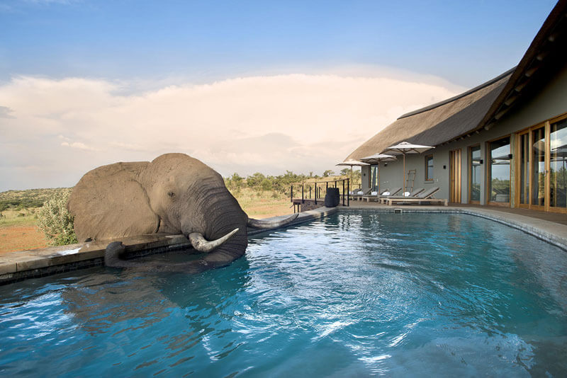 Best-rates-and-special-offers-for-mhondoro-game-lodge-elephant