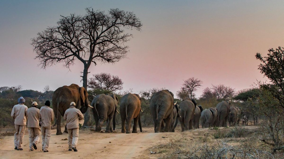 Jabulani-elephant-walking