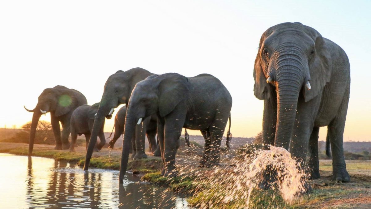 Jabulani-ellies-at-dam