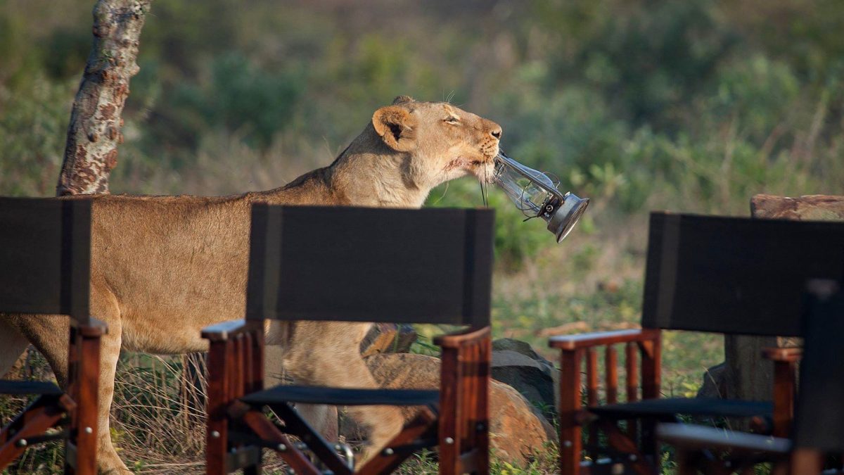 Jabulani-lion-at-bush-picnic