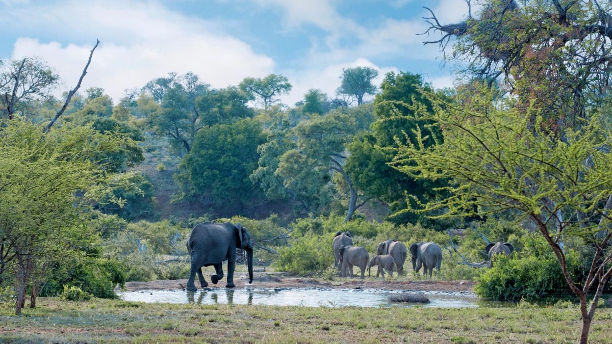 Regular visitors at Kings Camp waterhole.