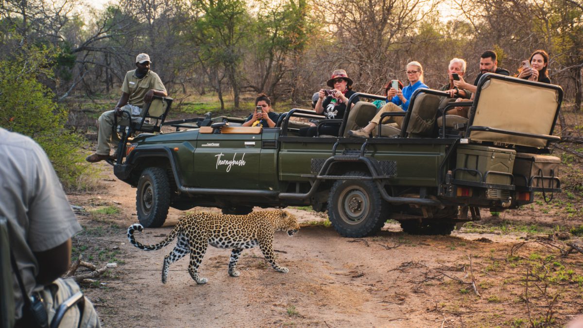 Thornybush-MvZ-28