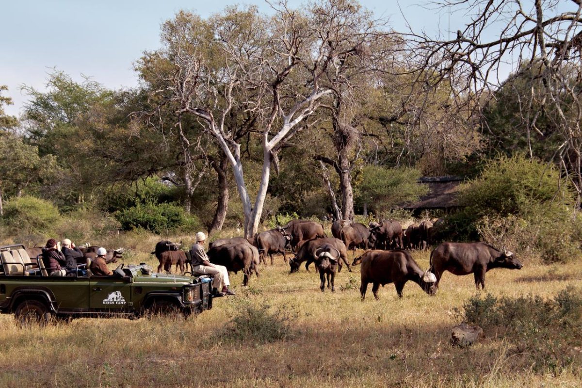 kc_buffalo__camp_1_bp