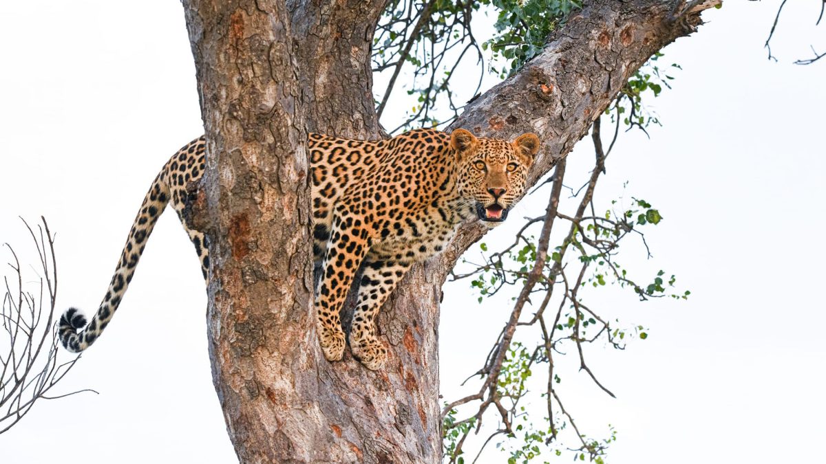 leopard