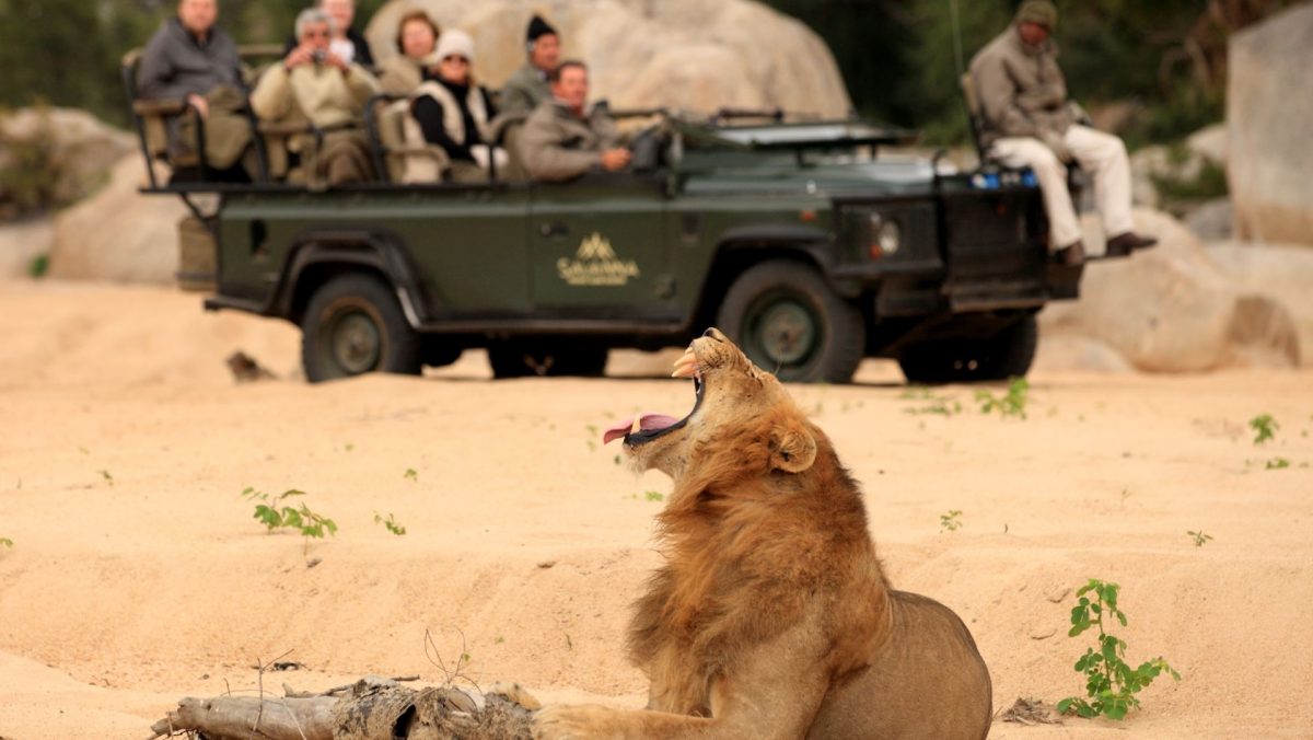 lion1